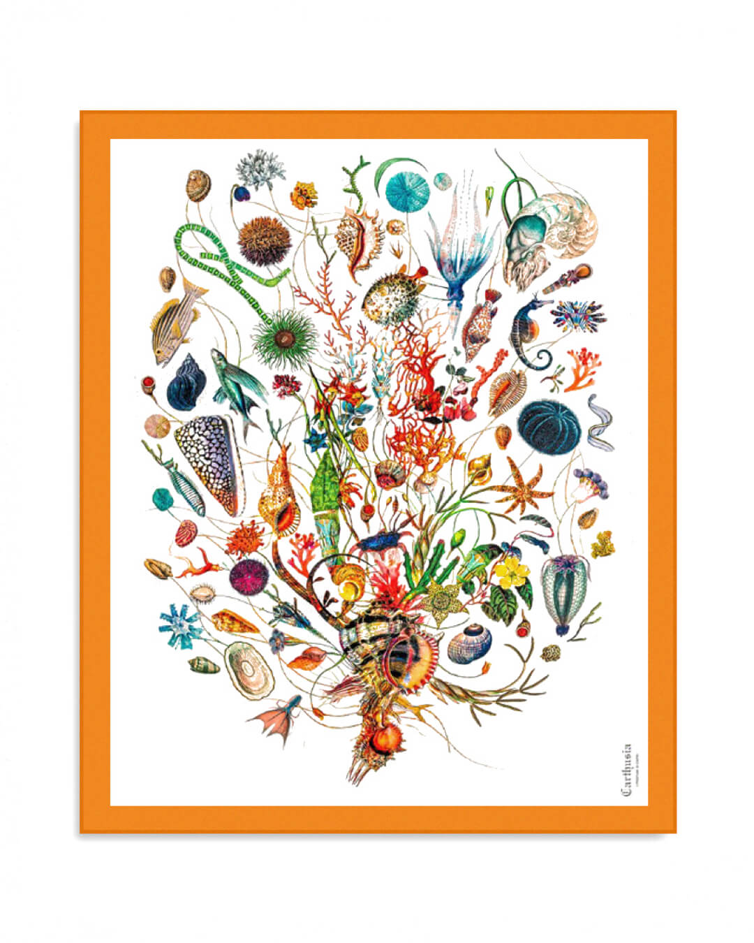 Carthusia Парео из хлопка A&