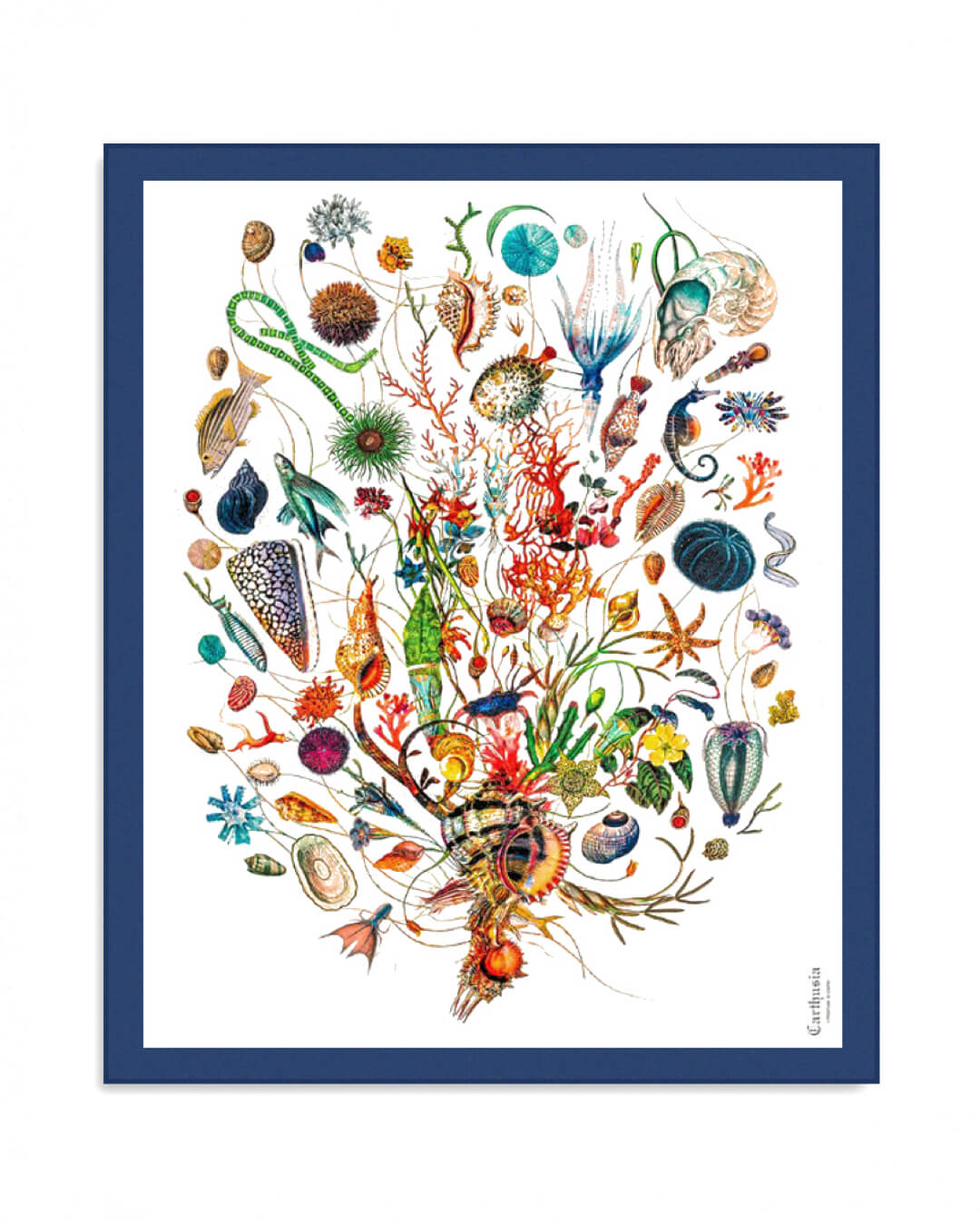 Carthusia A’mmare Pareo Cotone Fondo Bianco Bordo Blu