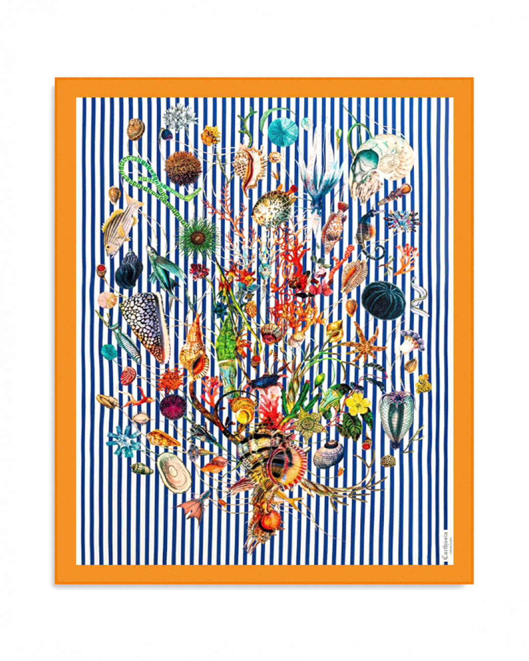 Carthusia قماش A&